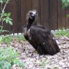 vultur 1