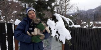 VIDEO Ciobăneștii Carpatini de la Lepșa vor păzi ferme și din alte județe