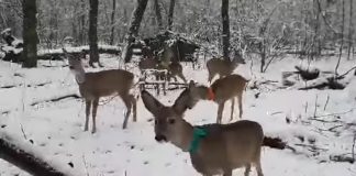 VIDEO Zăpada, bucuria căprioarelor