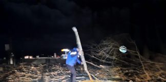 FOTO Traficul pe DN 2D, afectat de copacii rupți de vânt