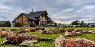 Se caută câini scotocitori pentru o partidă importantă de vânătoare