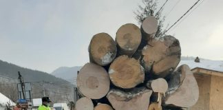 Propunere legislativă: dosar penal pentru cei care transportă peste 5 mc de lemne fără documente