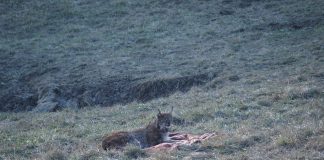 FOTO Doi râși capturați de echipa ACDB și silvicultori, în Bacău. Unul va fi monitorizat în România și altul va fi relocat în Munții Dinarici