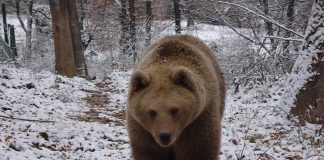 VIDEO În loc să doarmă, un urs se dă în spectacol în zăpadă
