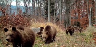 Vom număra urșii cu fonduri europene