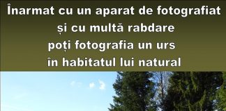 Vrei să fotografiezi animale sălbatice în mediul lor natural? Ai ocazia acum, în Munții Vrancei