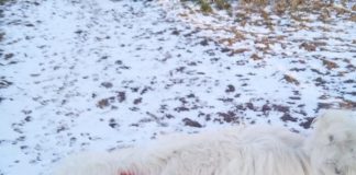 Dosare penale după ce doi câini ar fi fost maltratați, unul pe stradă, altul în apropierea fermei pe care o apăra