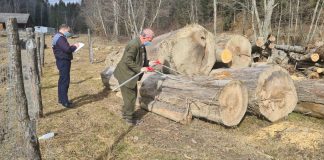 Amenzi, dosare penale și confiscări de lemne în urma controalelor din sectorul silvic din ultimele zile