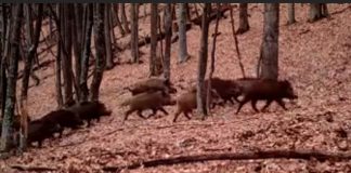VIDEO Turmă de mistreți în Munții Vrancei