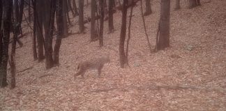 VIDEO Ziua Internațională a Râsului. Imagini superbe cu cea mai mare felină sălbatică a Europei