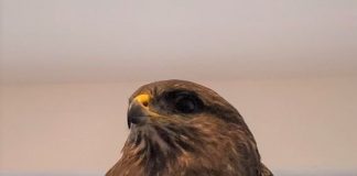 Uliu șorecar rănit și dezorientat, găsit în Crângul Petrești