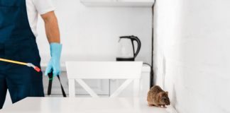 Importanța deratizării pentru un mediu sănătos