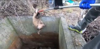 VIDEO Bursuc salvat dintr-un bazin dezafectat