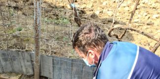 Căprioară rănită într-un gard de sârmă, salvată de un bărbat din Tănăsoaia