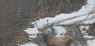 FOTO Cerbul, regele din Munții Vrancei