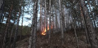 FOTO Incendiu de vegetație la marginea unei păduri din Bârsești