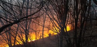 Bani europeni pentru regenerarea pădurilor