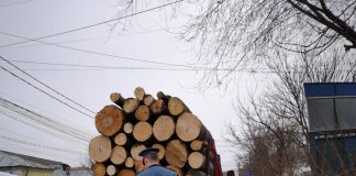 Lemne confiscate și amendă de 5.000 de lei pentru transport de material lemnos fără avize