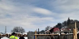 Amenzi și confiscări de material lemnos în urma controalelor din această săptămână