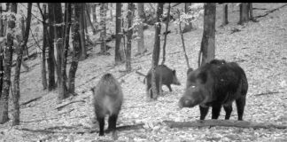 VIDEO Spectacol cu mistreți, în Munții Vrancei