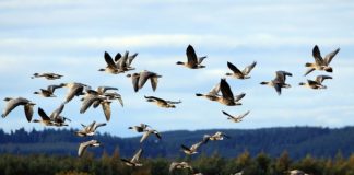 Expoziție de păsări migratoare, la Muzeul Vrancei