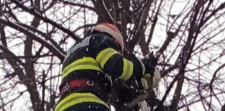 O pisică aflată de 3 zile într-un copac, salvată de pompieri