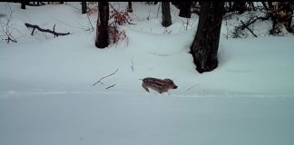 VIDEO Pui de mistreț, ”marș” forțat prin zăpadă