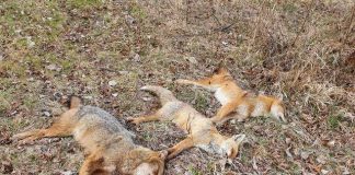 Polițiștii îi caută pe cei care au împușcat animalele sălbatice în Rezervația Naturală Pădurea Merișor