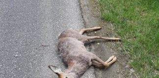 Căprior lovit mortal de o mașină la Varnița