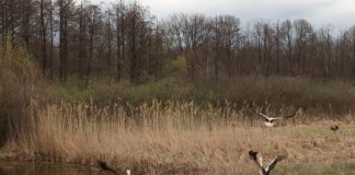 VIDEO Păsările salvate și îngrijite la centrul de la Petrești s-au întors sănătoase în mediul natural