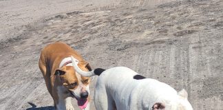 Doi câini periculoși au scăpat pe stradă și au atacat un alt câine