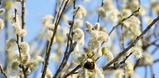 Duminica Floriilor, intrarea Domnului în Ierusalim