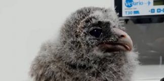 Pui de huhurez, găsit în stare gravă la Mera, îngrijit la Centrul de la Petrești