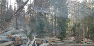 Amenzi și confiscări de lemne în zona Nereju