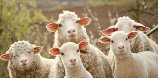 Se virează Ajutoarele Naționale Tranzitorii pe 2020, pentru sectorul vegetal și zootehnie. Sumele, la jumătate față de anul precedent