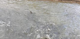 FOTO Se fac măsurători topometrice pentru proiectul de modernizare a Păstrăvăriei Lepșa