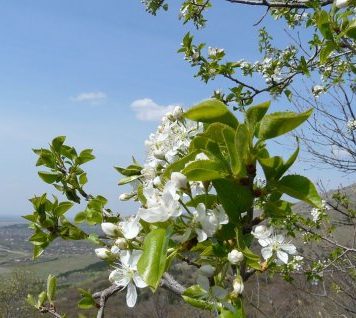 Meteo: vremea în zona Moldovei, până în Duminica Floriilor