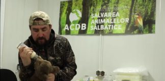 VIDEO Ursulețul găsit aseară pe marginea drumului, hrănit și îngrijit la Centrul pentru Reabilitarea Faunei Sălbatice