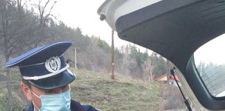 Pui de urs, găsit la Reghiu, pe marginea drumului