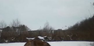 VIDEO Fauna din Lunca Siretului, imortalizată de camerele de supraveghere