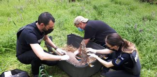 FOTO Căprioara rănită, găsită de o femeie la Homocea, a ajuns pe mâini sigure