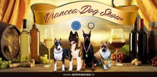 În luna iunie, o nouă ediție a concursului chinologic Vrancea Dog Show