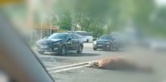 VIDEO Doi cai loviți mortal de un tir, pe E85