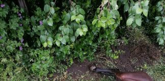 Cal rănit, abandonat de aseară pe un teren din Obrejița