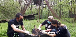 Căprioară rănită, îngrijită la Centrul pentru Reabilitarea Faunei Sălbatice