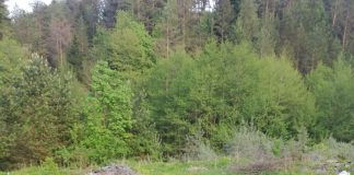 VIDEO Bărbat filmat când descărca gunoi din căruță, pe un teren din Soveja