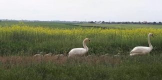 VIDEO De pe stradă pe baltă. ”Drumul” unei familii de lebede, cu 6 pui