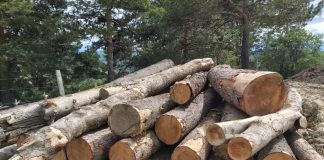 Controale urmate de amenzi și confiscări, pe linie silvică, la Nereju