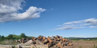 IPJ Vrancea: confiscări de lemne și amenzi în urma controalelor în sectorul silvic din această săptămână