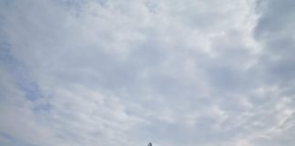 IPJ Vrancea: o nouă ”recoltă” bogată în urma controalelor din sectorul silvic – amenzi, confiscări, dosare penale